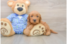 Best Mini Goldendoodle Baby
