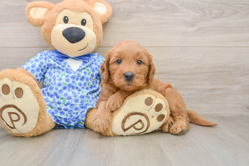 Best Mini Goldendoodle Baby