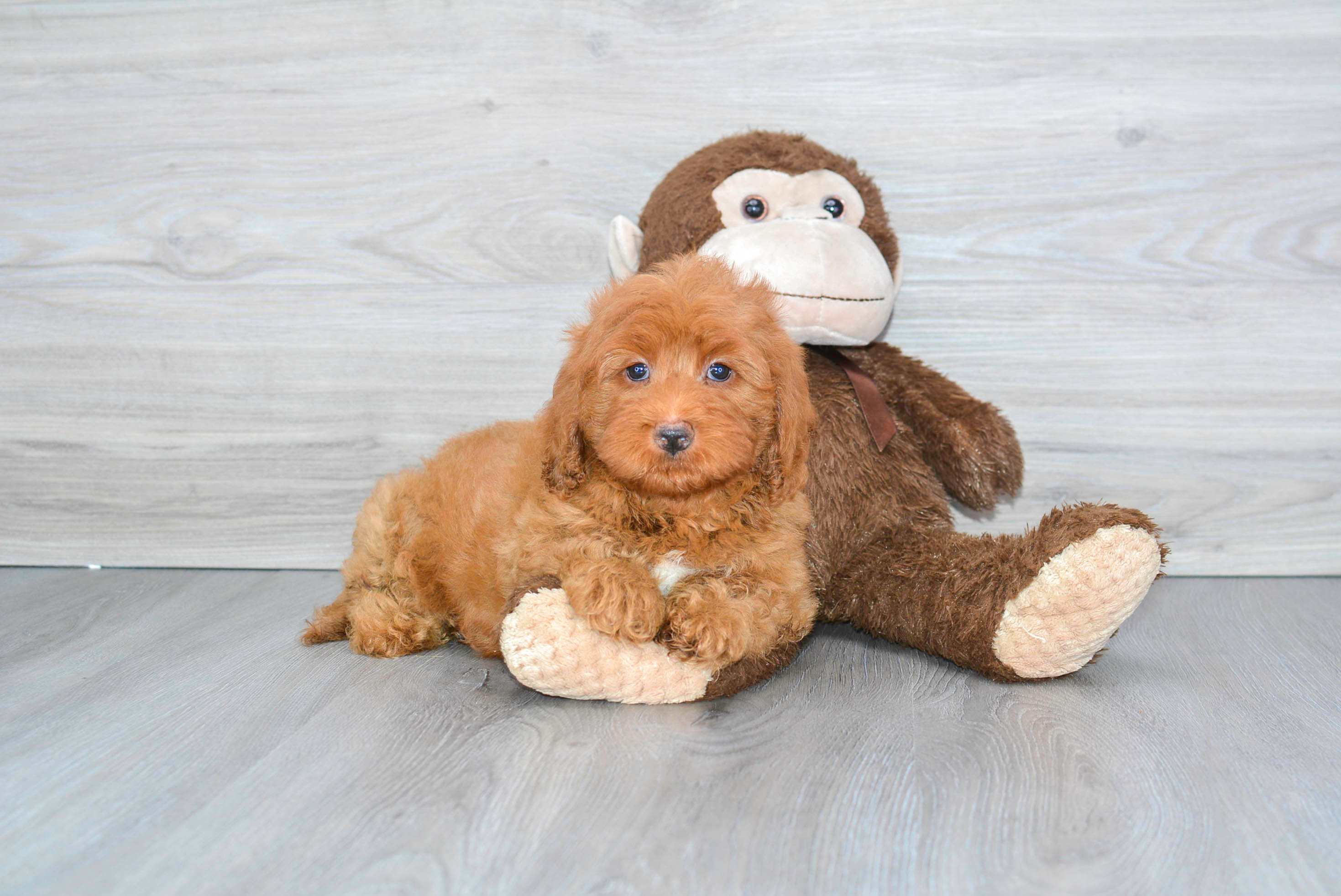 Cute Mini Goldendoodle Poodle Mix Pup
