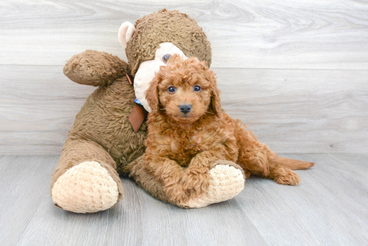 Meet Baron - our Mini Goldendoodle Puppy Photo 1/3 - Puppy Love PR Mini Goldendoodle Puppy for Adoption