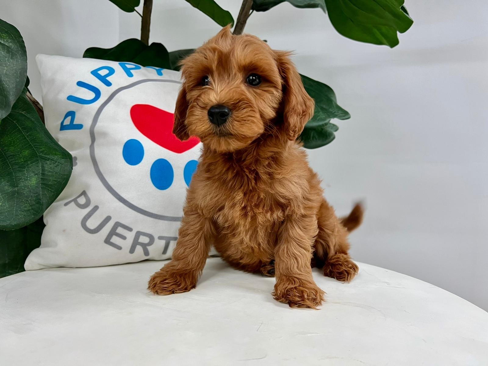 Mini Goldendoodle Puppy for Adoption