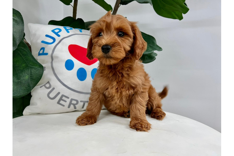 Meet Baron - our Mini Goldendoodle Puppy Photo 1/4 - Puppy Love PR Mini Goldendoodle Puppy for Adoption