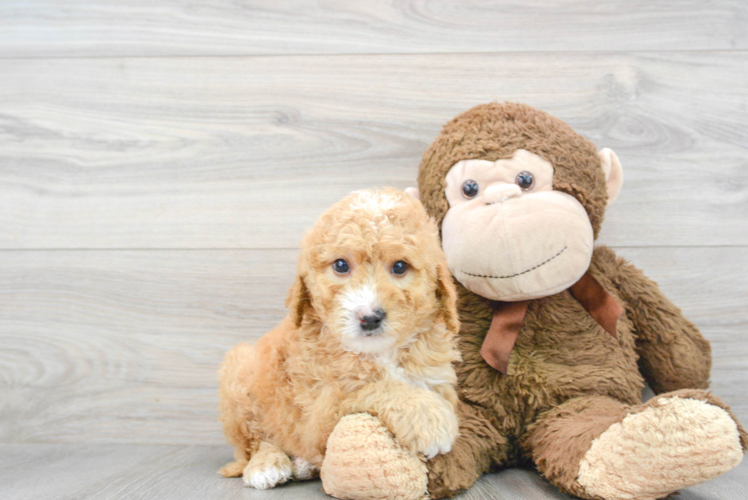 Happy Mini Goldendoodle Baby