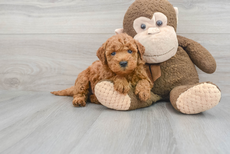 Meet Barrett - our Mini Goldendoodle Puppy Photo 1/3 - Puppy Love PR Mini Goldendoodle Puppy for Adoption