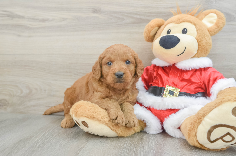 5 week old Mini Goldendoodle Puppy For Sale - Puppy Love PR