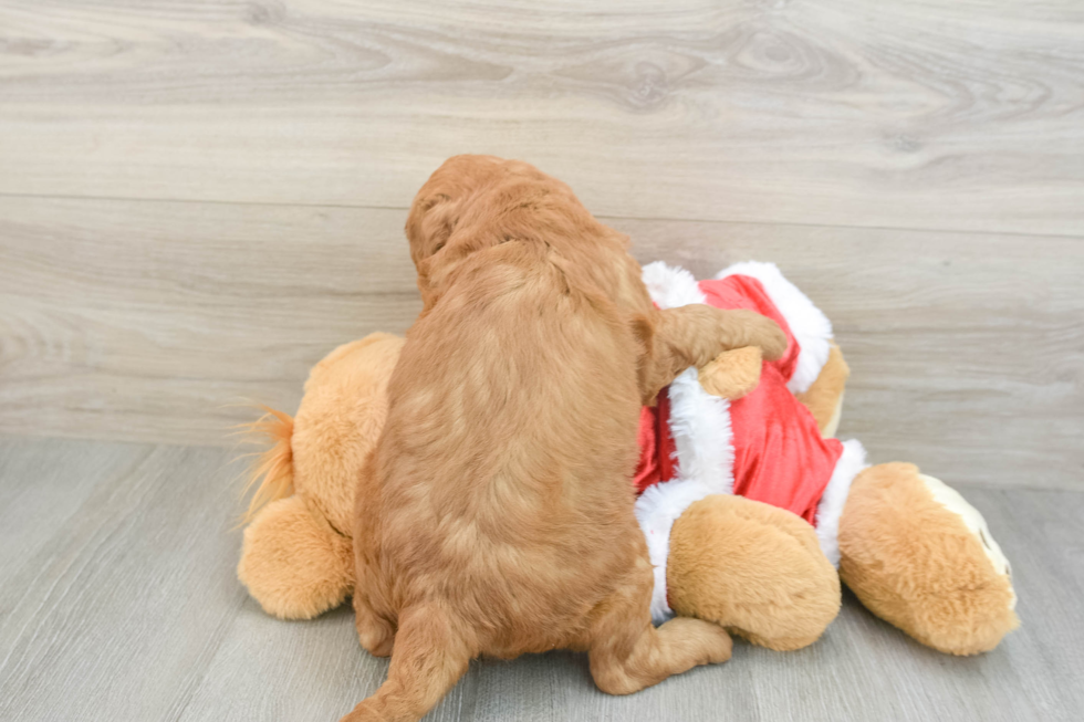 Best Mini Goldendoodle Baby