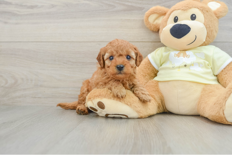 Friendly Mini Goldendoodle Baby