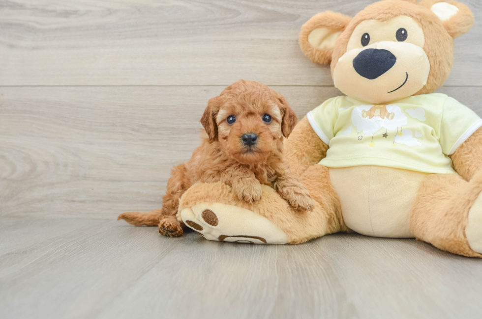 6 week old Mini Goldendoodle Puppy For Sale - Puppy Love PR