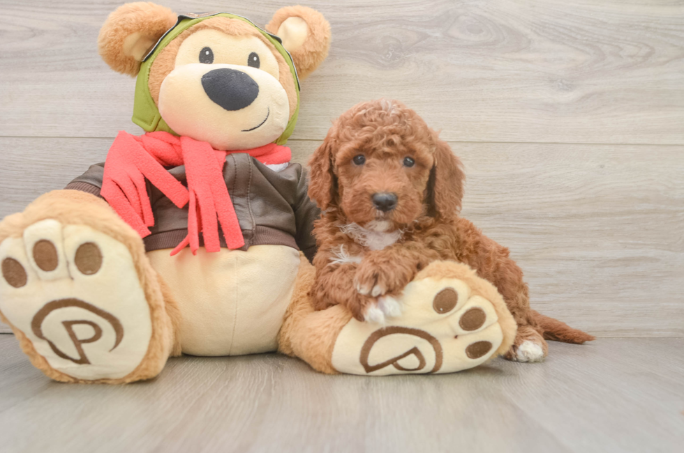 6 week old Mini Goldendoodle Puppy For Sale - Puppy Love PR