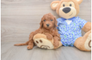 Mini Goldendoodle Pup Being Cute