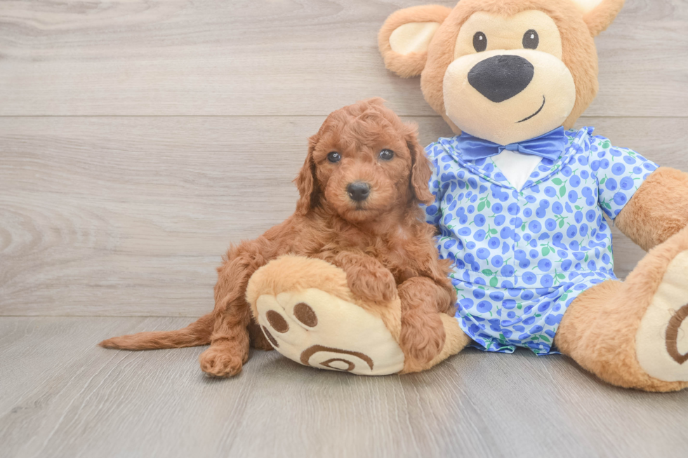 Mini Goldendoodle Pup Being Cute