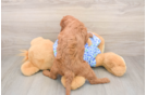 Mini Goldendoodle Puppy for Adoption
