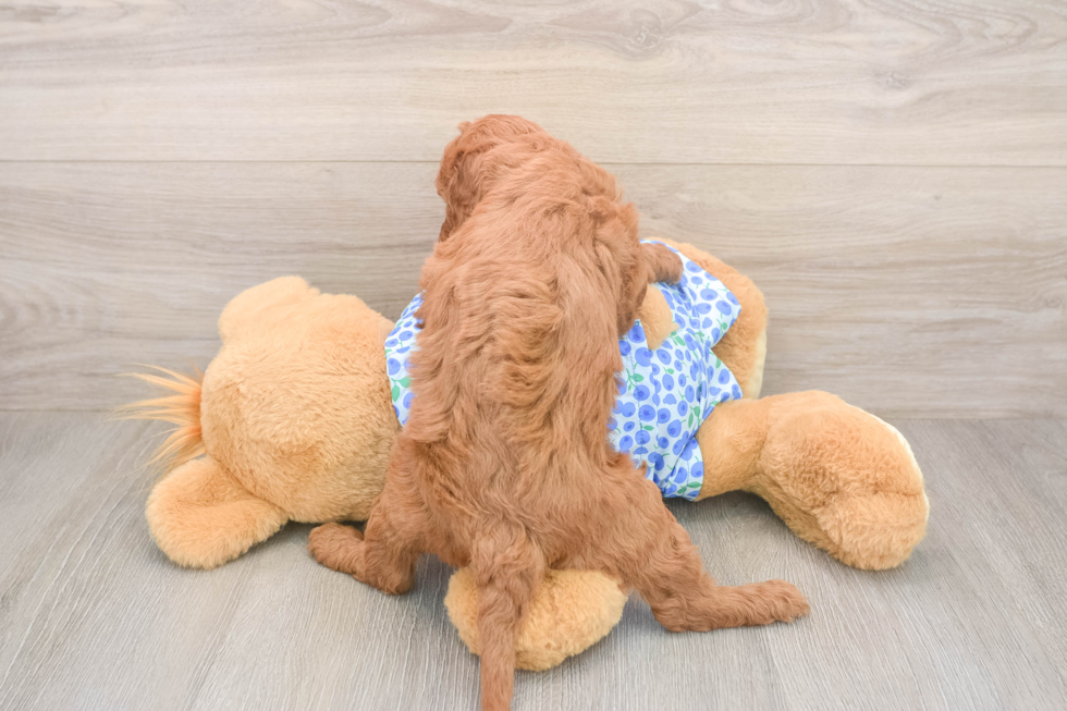 Mini Goldendoodle Puppy for Adoption