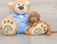7 week old Mini Goldendoodle Puppy For Sale - Puppy Love PR
