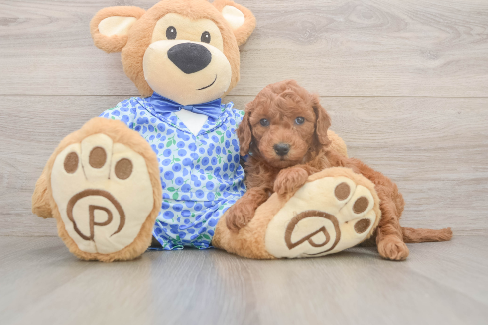 Mini Goldendoodle Pup Being Cute