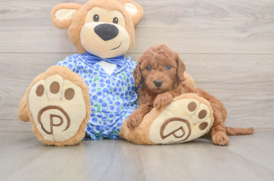 Mini Goldendoodle Pup Being Cute