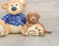 5 week old Mini Goldendoodle Puppy For Sale - Puppy Love PR
