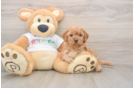 Best Mini Goldendoodle Baby