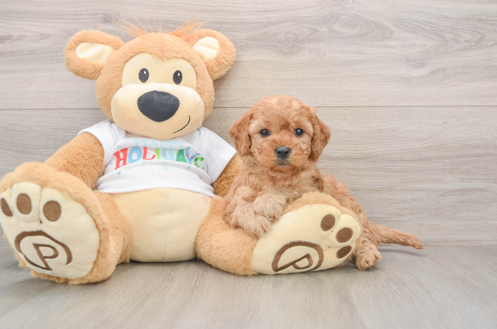 5 week old Mini Goldendoodle Puppy For Sale - Puppy Love PR