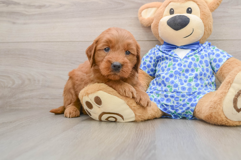 Best Mini Goldendoodle Baby