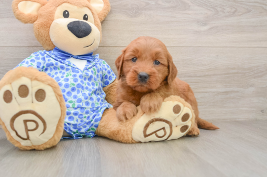 Adorable Golden Retriever Poodle Mix Poodle Mix Puppy