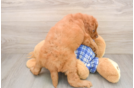 Playful Mini Groodle Poodle Mix Puppy