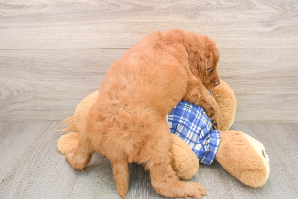 Playful Mini Groodle Poodle Mix Puppy