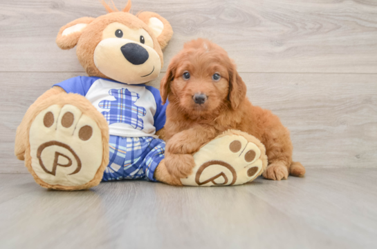 Mini Goldendoodle Pup Being Cute