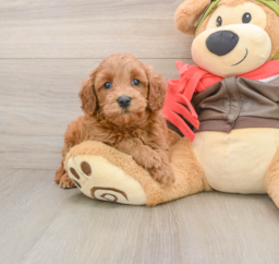 7 week old Mini Goldendoodle Puppy For Sale - Puppy Love PR