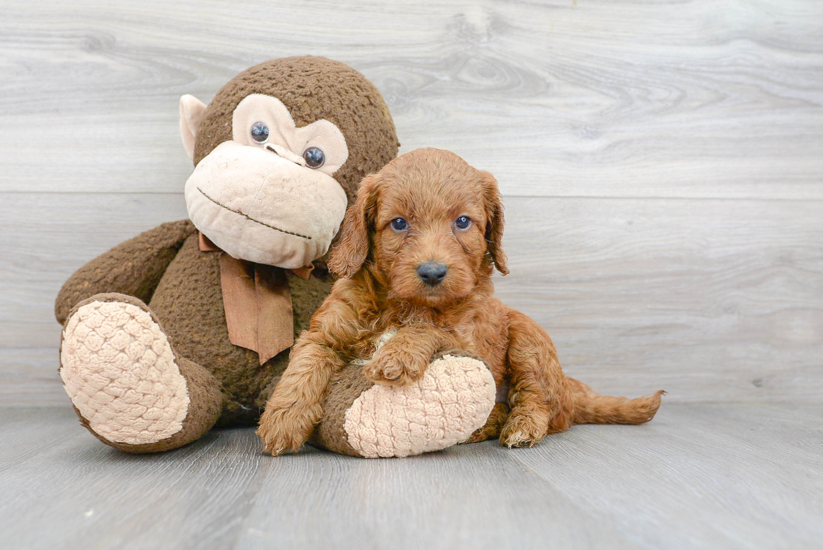 Mini Goldendoodle Pup Being Cute