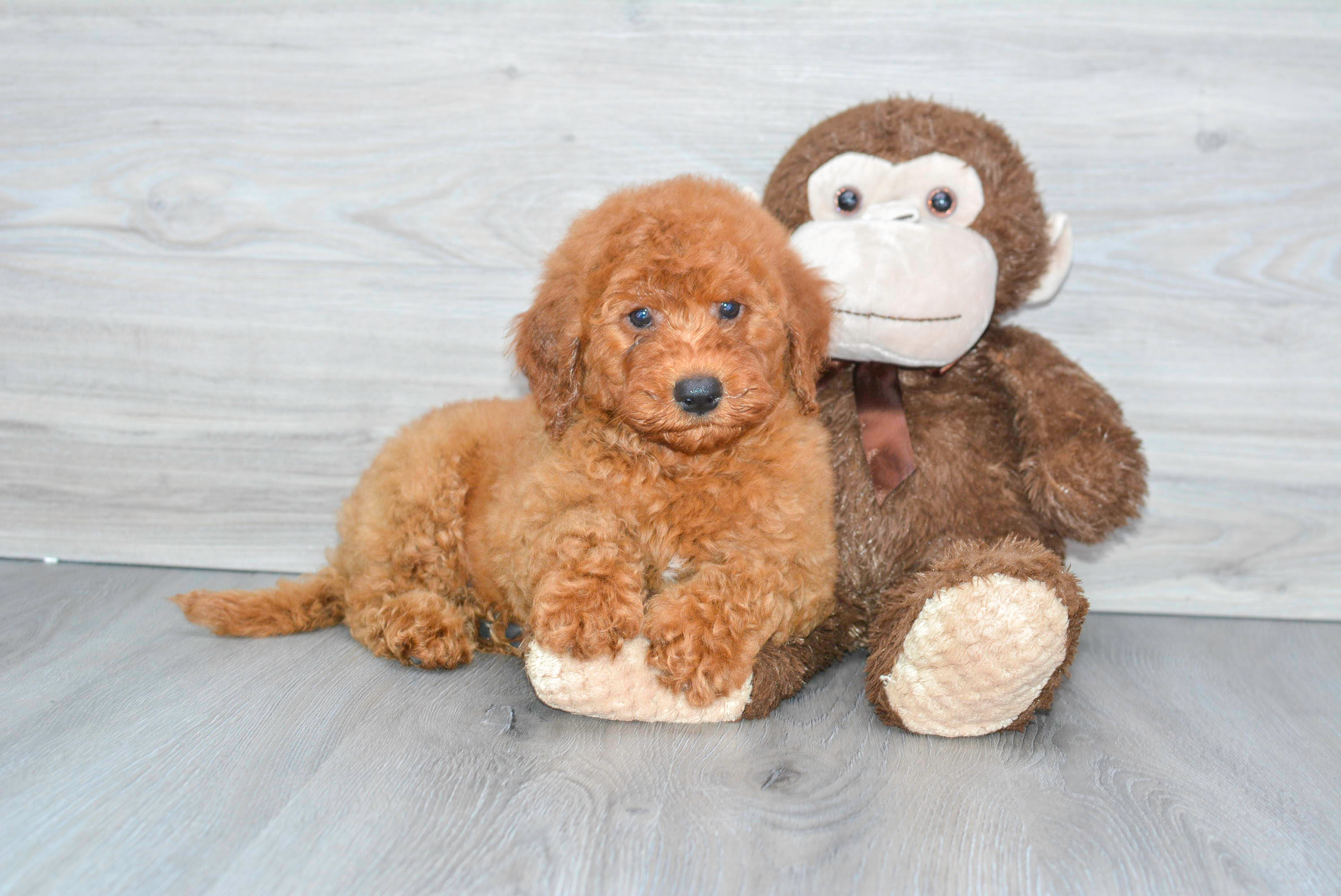 Cute Mini Goldendoodle Poodle Mix Pup