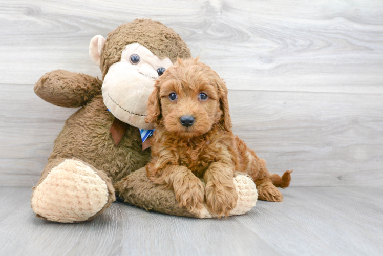 Cute Golden Retriever Poodle Mix Puppy