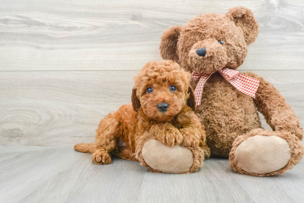 Smart Mini Goldendoodle Poodle Mix Pup