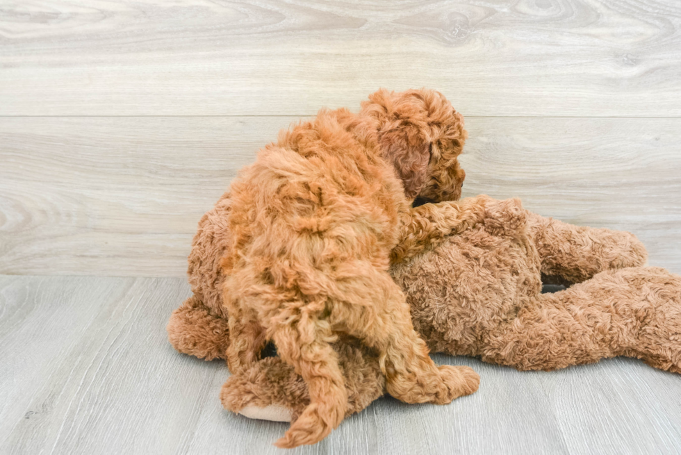 Mini Goldendoodle Pup Being Cute