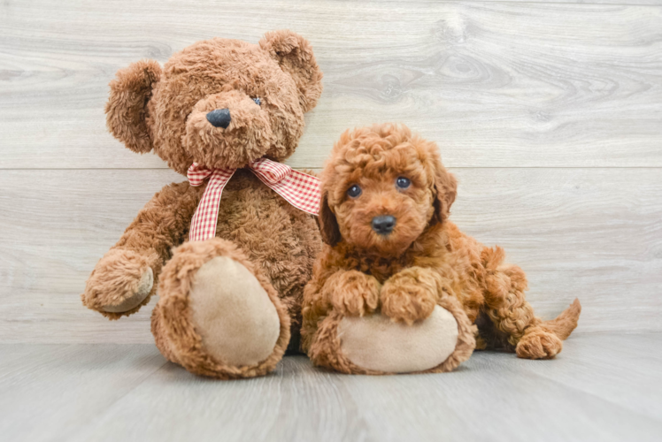 Mini Goldendoodle Pup Being Cute