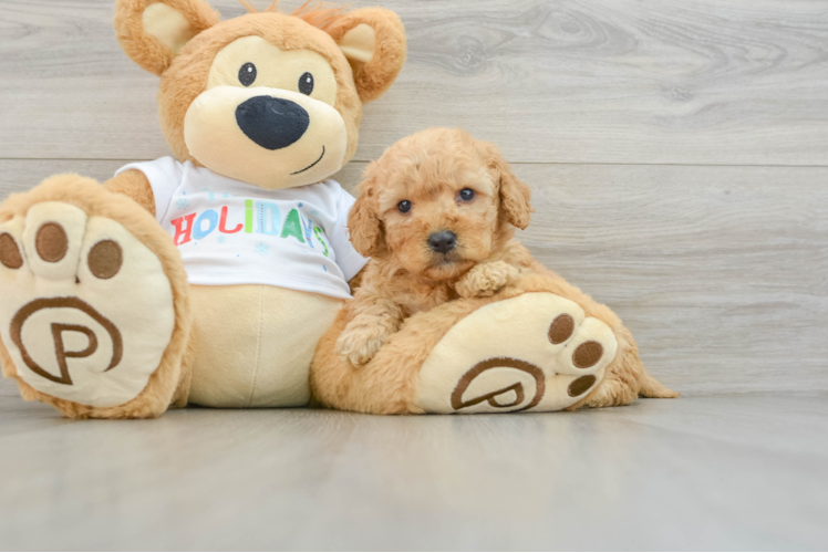 Meet Basha - our Mini Goldendoodle Puppy Photo 1/3 - Puppy Love PR Mini Goldendoodle Pup Being Cute