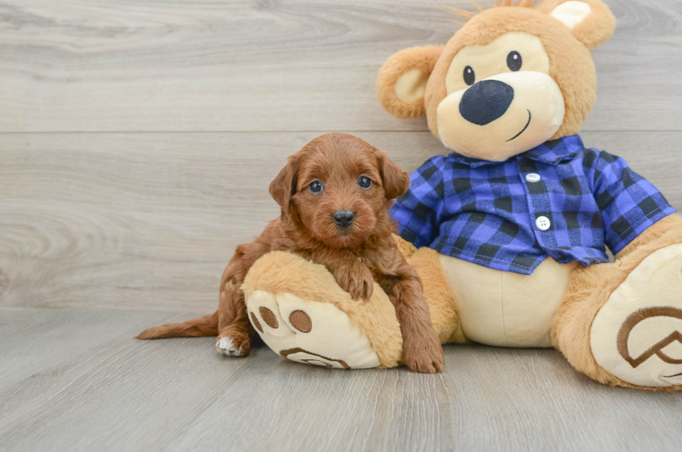 6 week old Mini Goldendoodle Puppy For Sale - Puppy Love PR