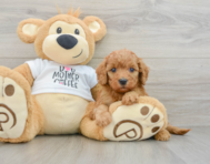 9 week old Mini Goldendoodle Puppy For Sale - Puppy Love PR