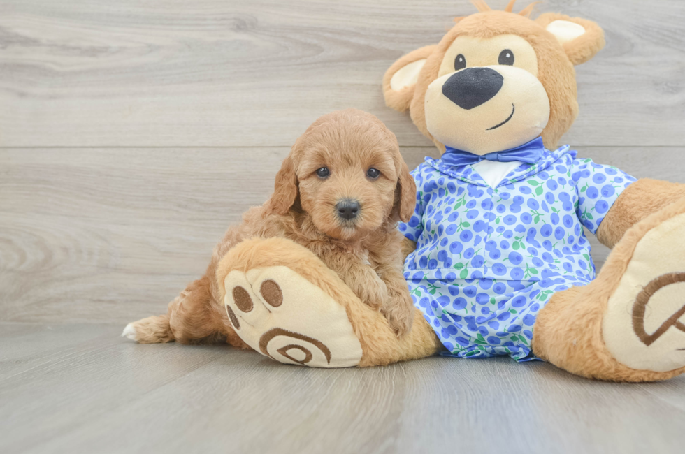5 week old Mini Goldendoodle Puppy For Sale - Puppy Love PR