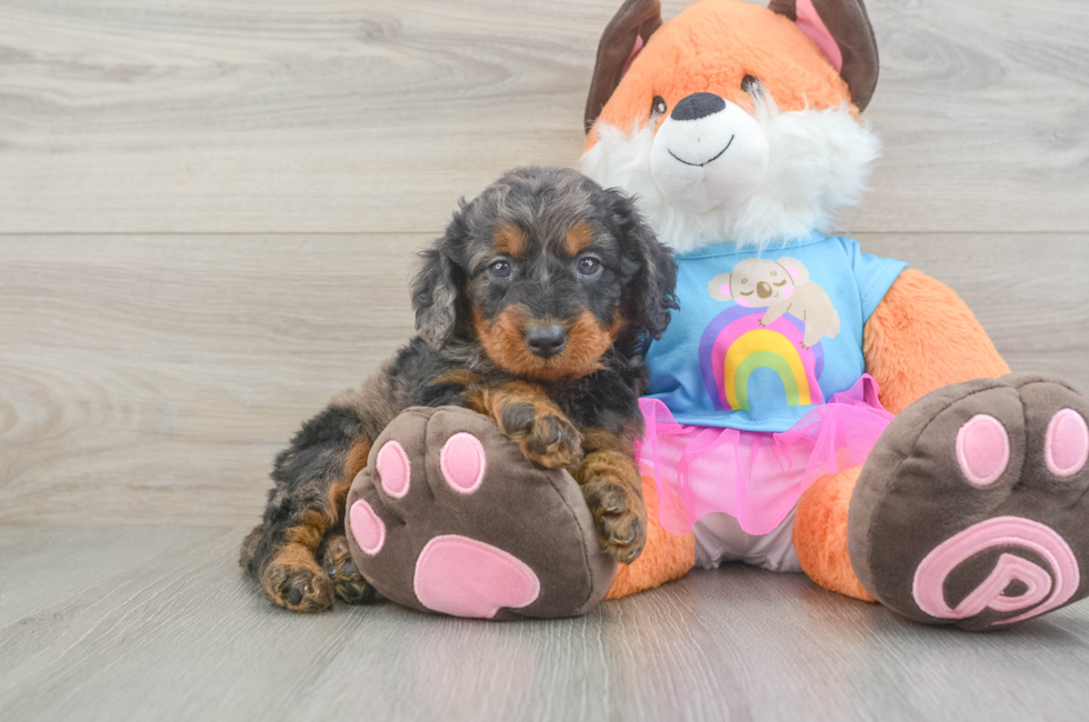 5 week old Mini Goldendoodle Puppy For Sale - Puppy Love PR