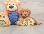 5 week old Mini Goldendoodle Puppy For Sale - Puppy Love PR