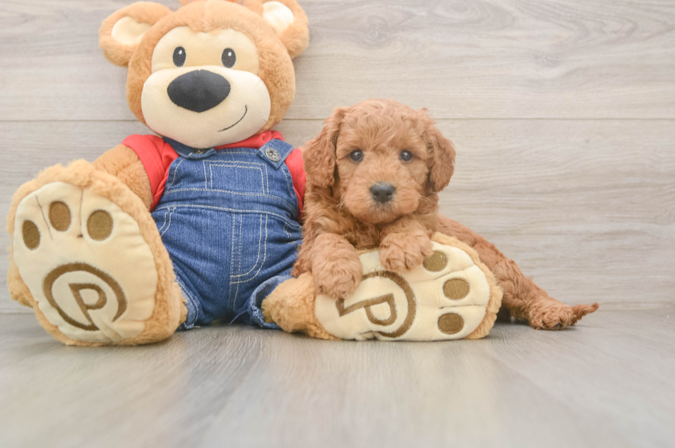 5 week old Mini Goldendoodle Puppy For Sale - Puppy Love PR