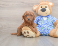 7 week old Mini Goldendoodle Puppy For Sale - Puppy Love PR