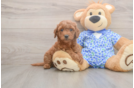 Small Mini Goldendoodle Baby