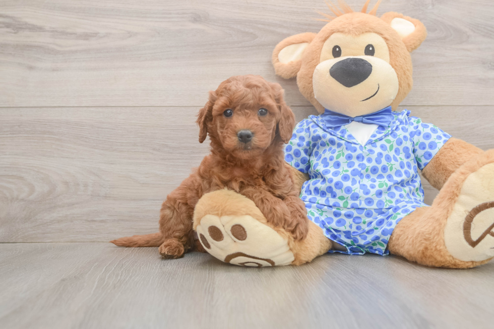 Small Mini Goldendoodle Baby