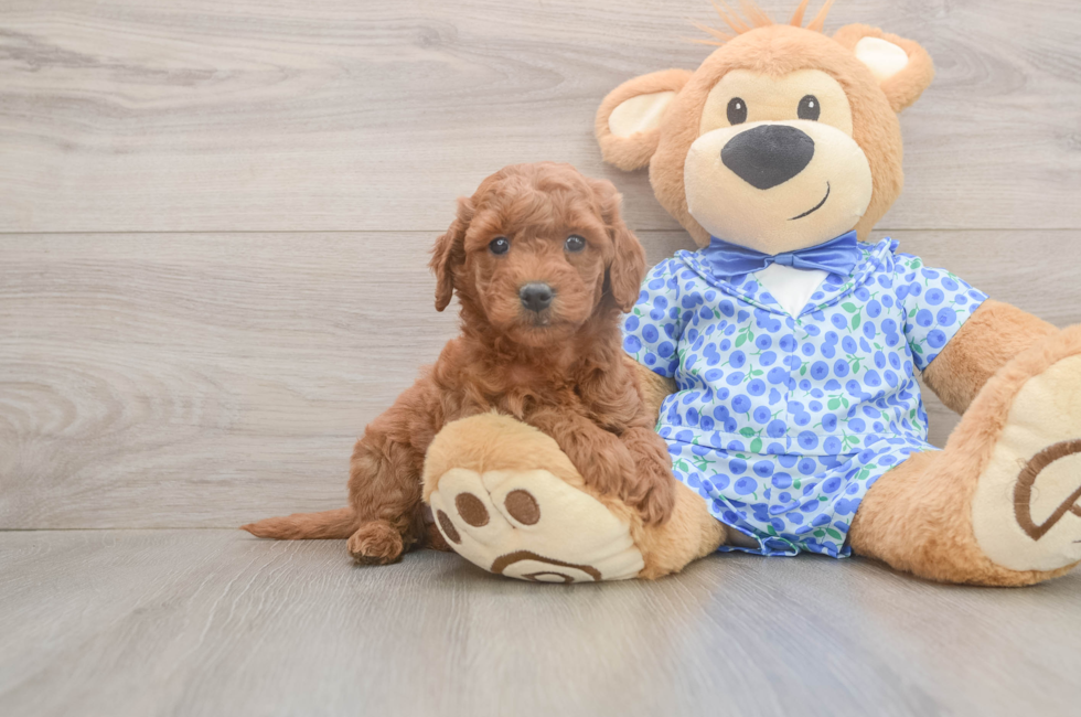 5 week old Mini Goldendoodle Puppy For Sale - Puppy Love PR