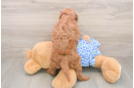 Best Mini Goldendoodle Baby