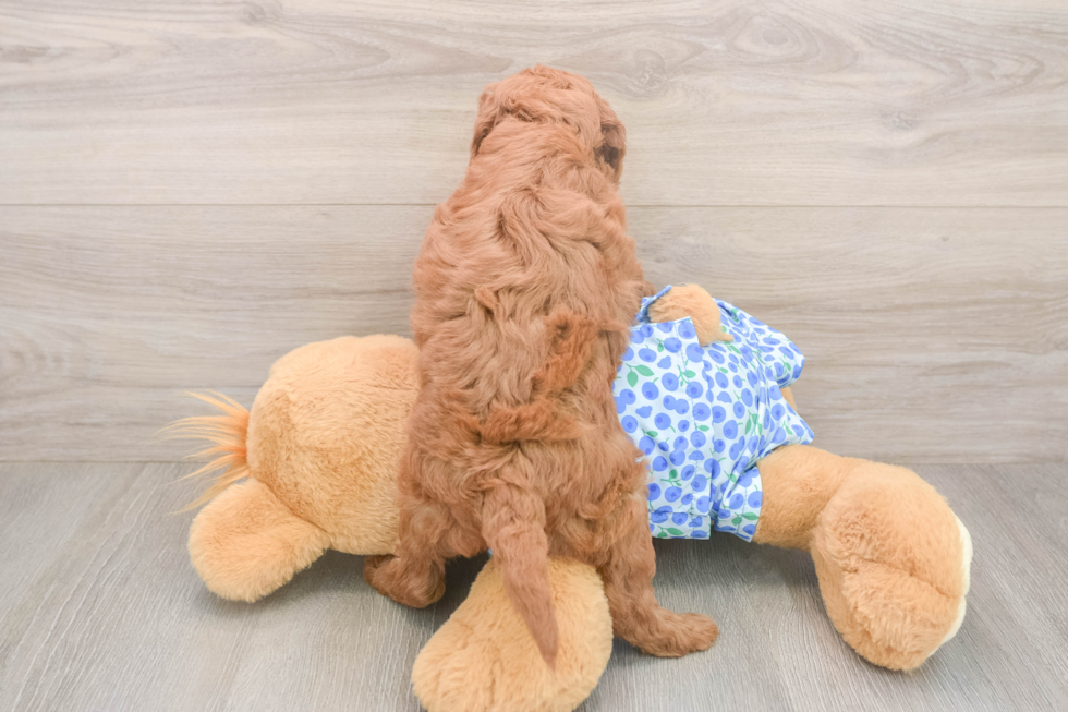 Best Mini Goldendoodle Baby