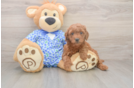 Mini Goldendoodle Puppy for Adoption