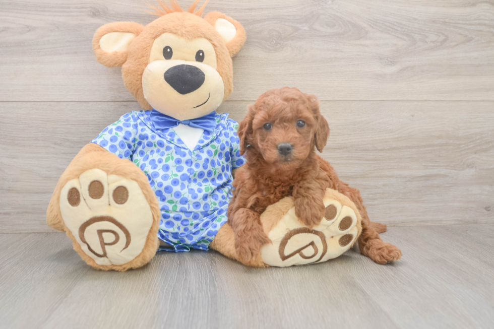 Mini Goldendoodle Puppy for Adoption
